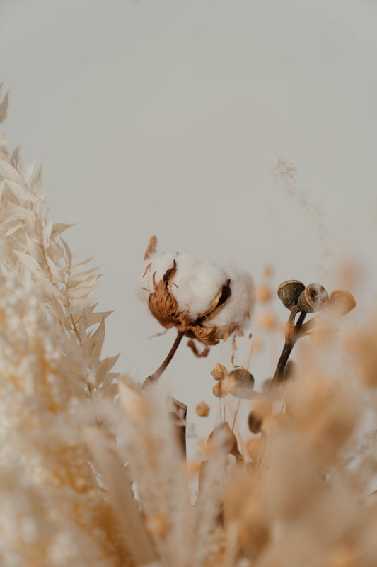 Pima Cotton vs Standard Cotton